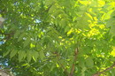درخت عرعر